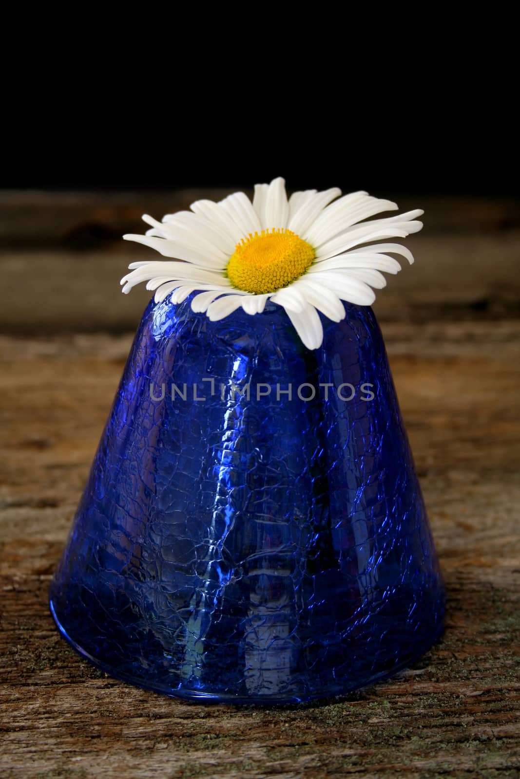 A single daisy in a blue vase sitting on an old piece of wood.