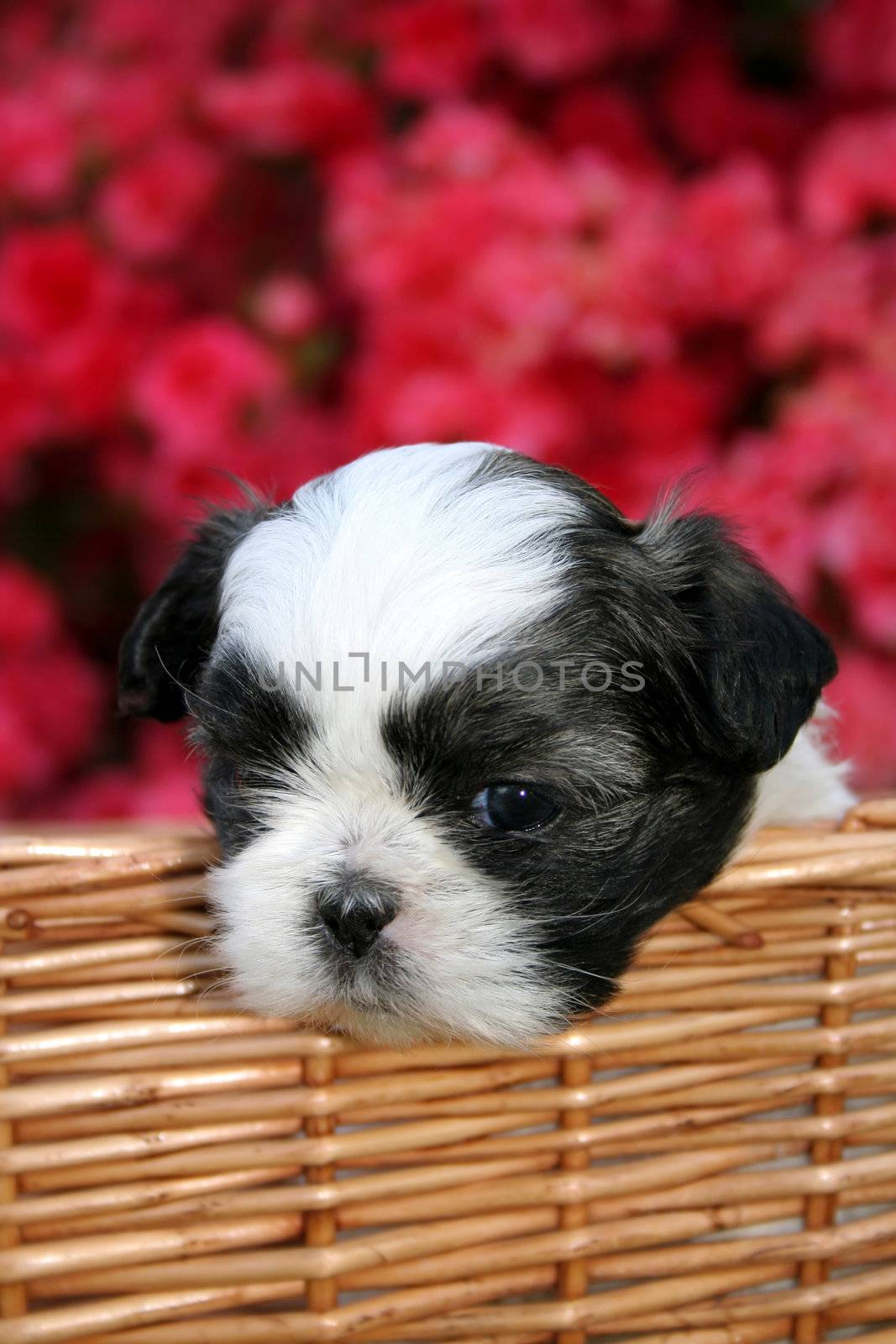 A cute Shih Tzu puppy in a basket outside on a Spring day with an Azalea bush as the background.