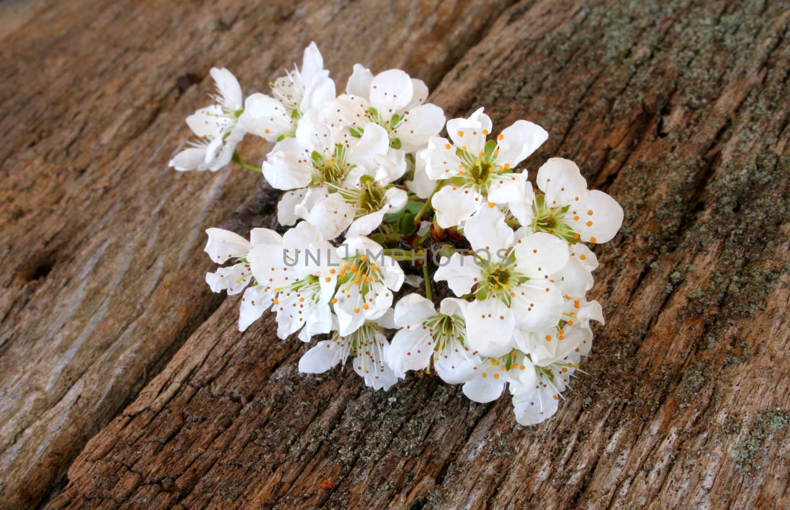 Bradford pear blooms on an old piece of wood for a rustic look.