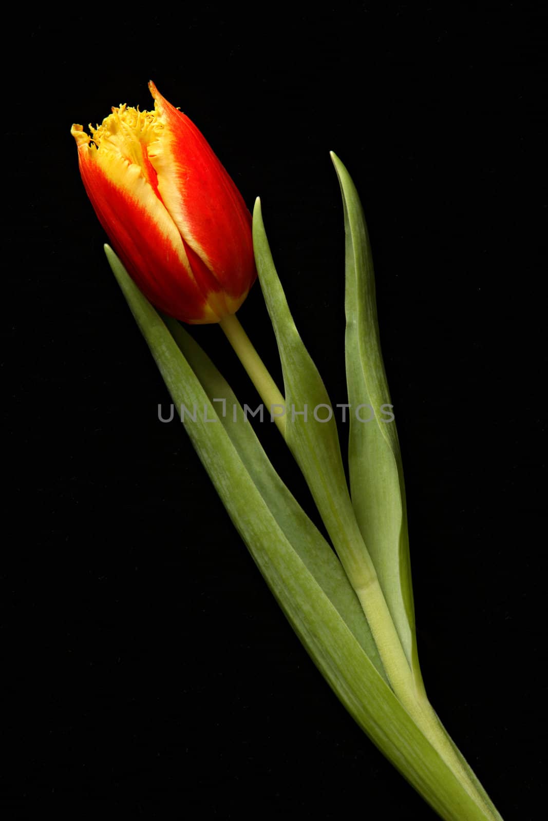 Red tulip by Gravicapa