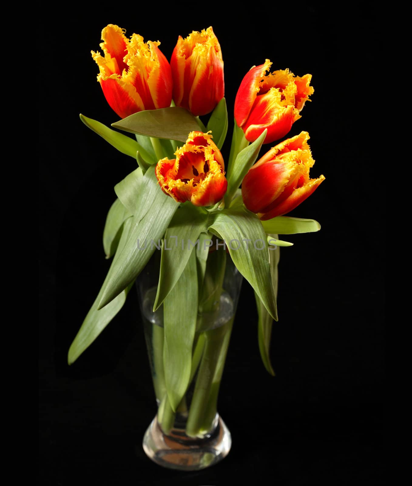 Red tulips on a black background