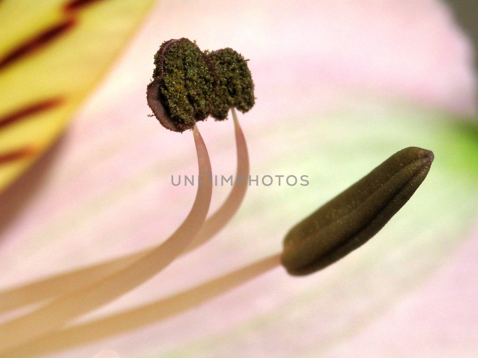 Pestles and stamens by ichip