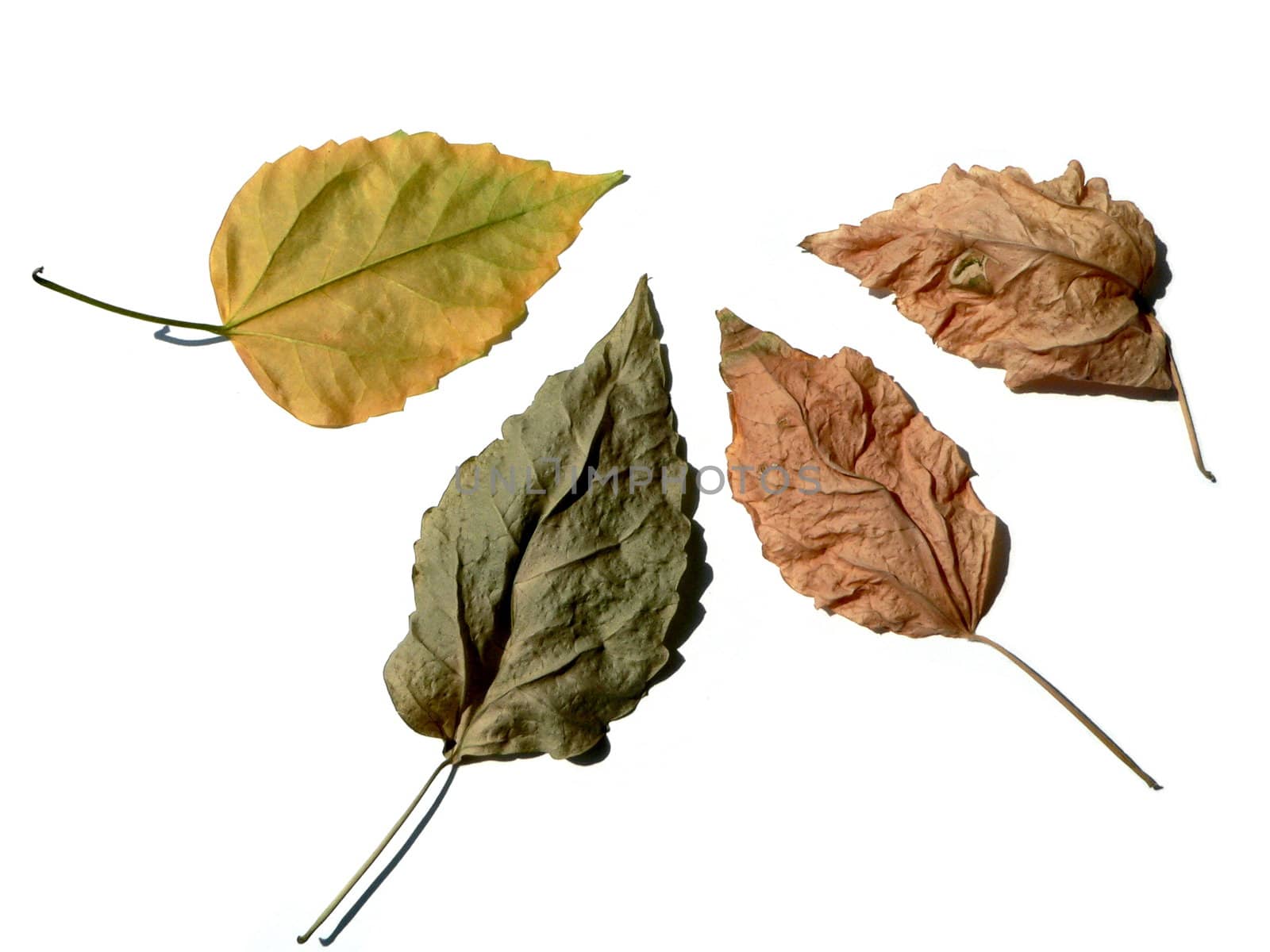 four leaves on white background
