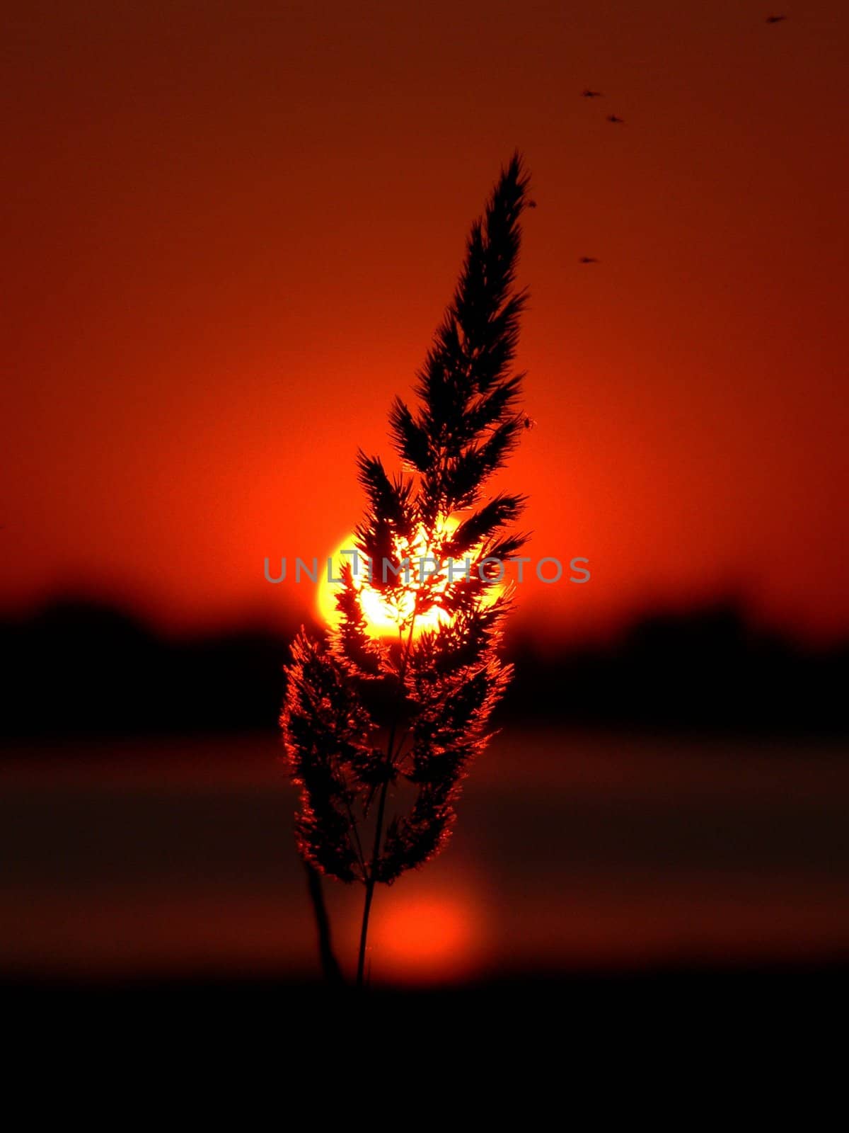 Blade of grass on sunset