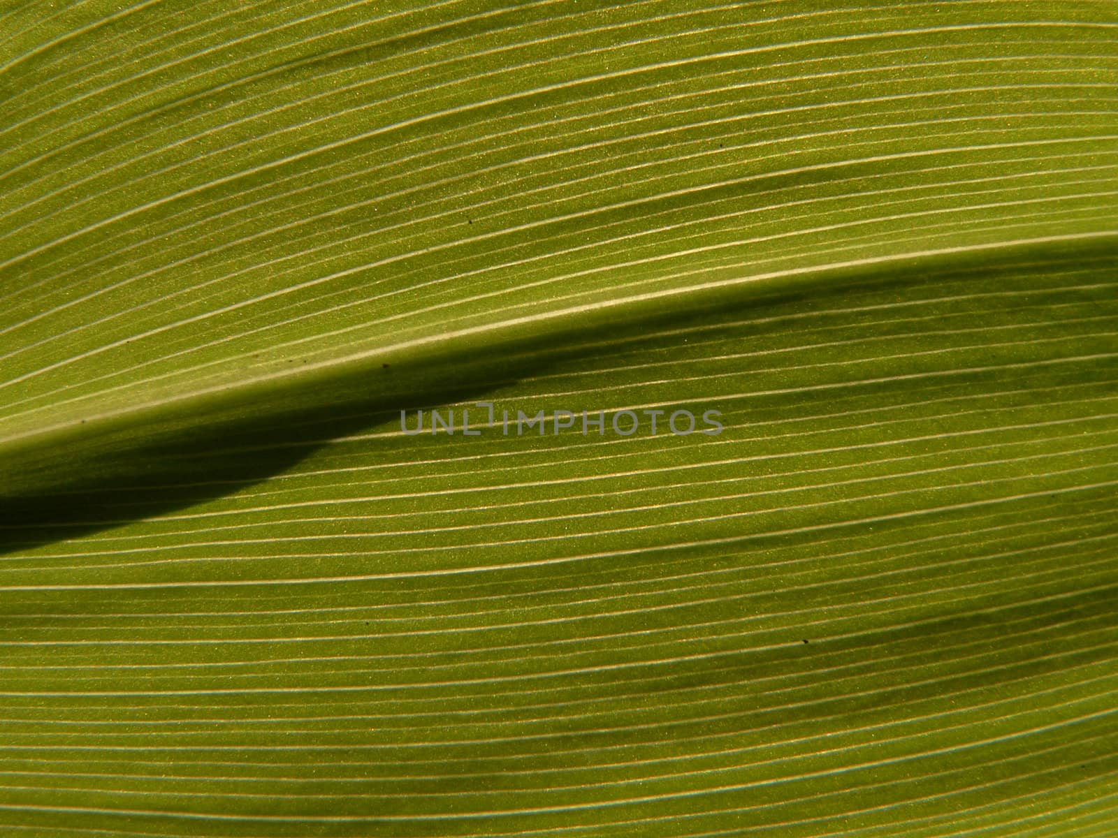 Leaf of the lily of the valley