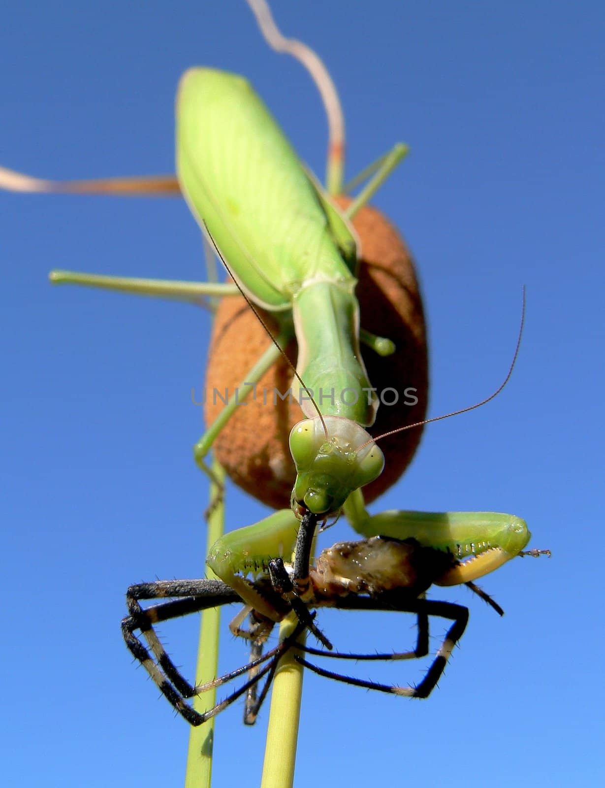 Mantis (Mantis religiosa) devours a black and yellow argiope (Argiope aurantia)