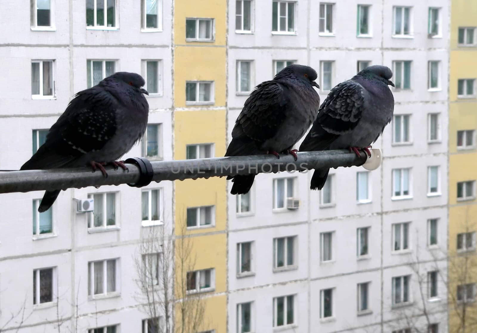 Three doves on background of the building