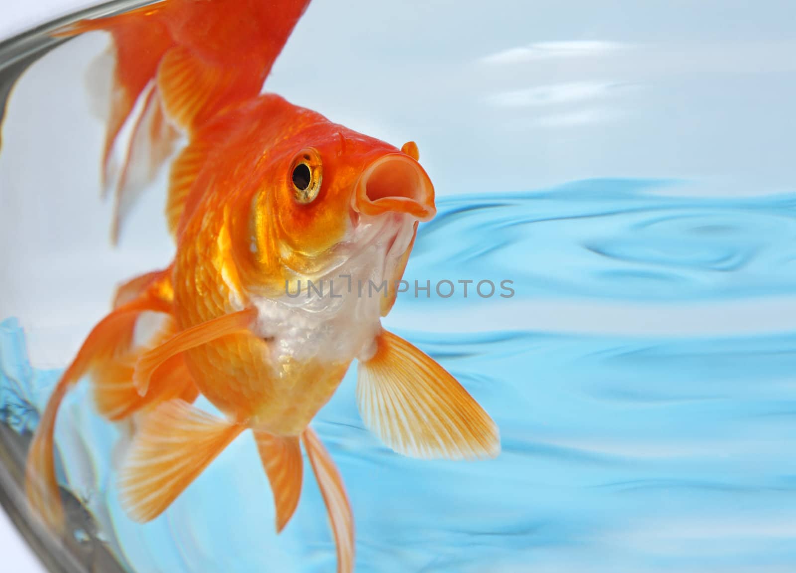 The gold small fish floats in an aquarium close up
