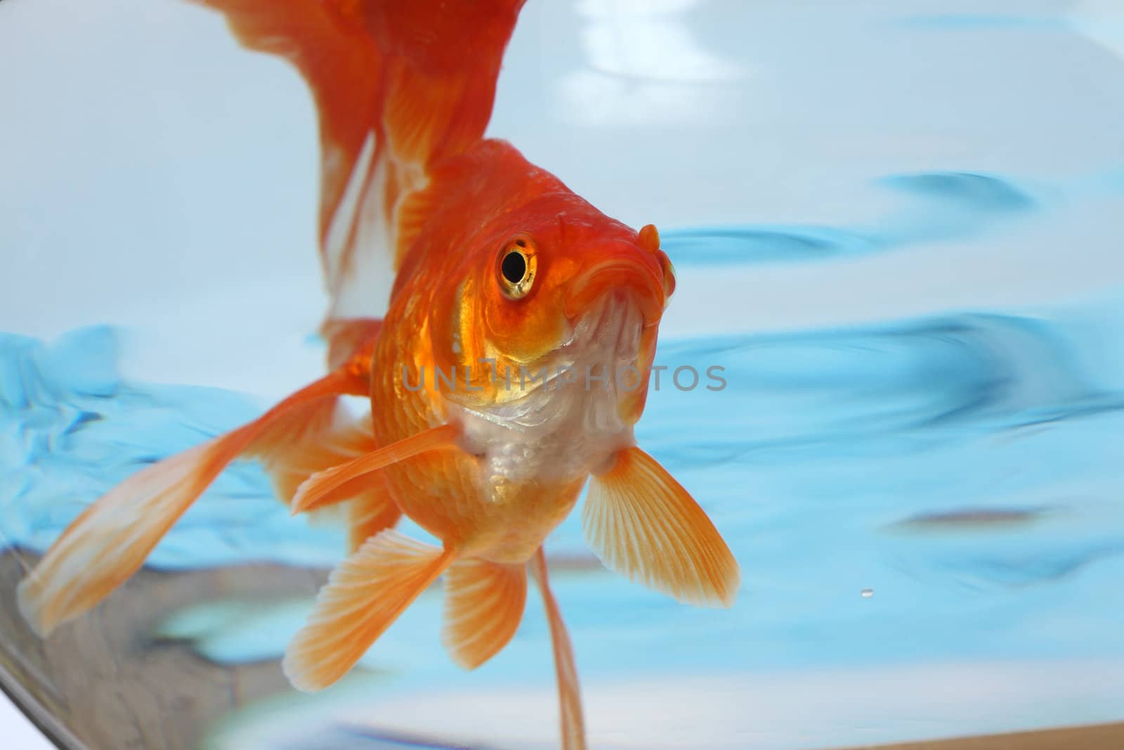 The gold small fish floats in an aquarium close up
