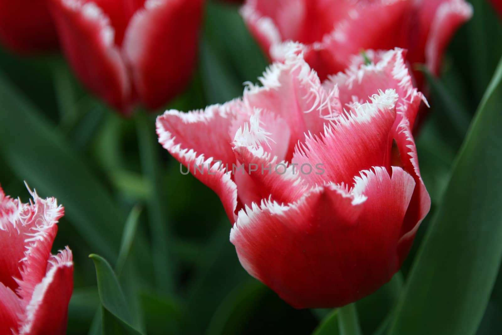 Beautiful tulip in closeup