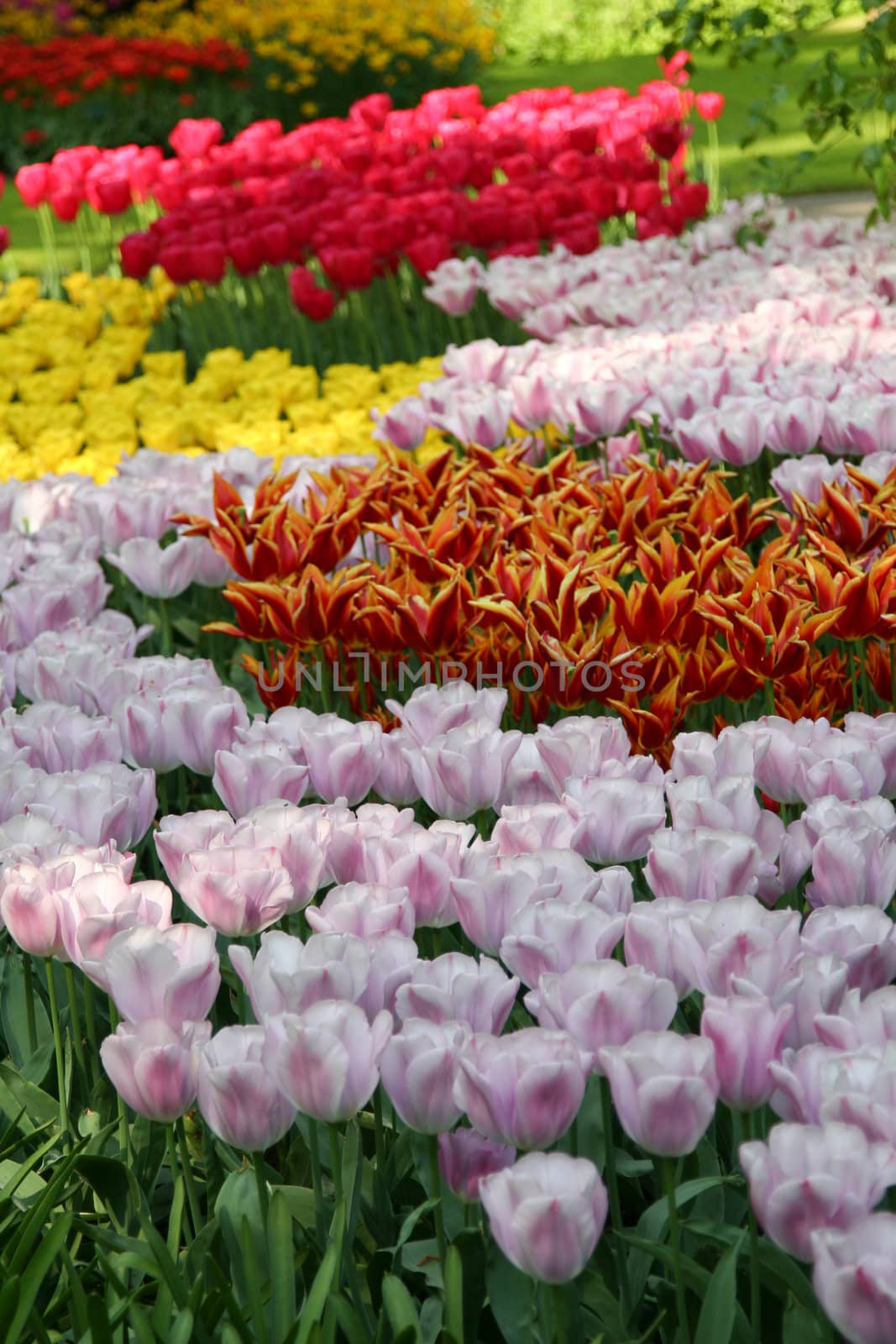 Beautiful field of tulips