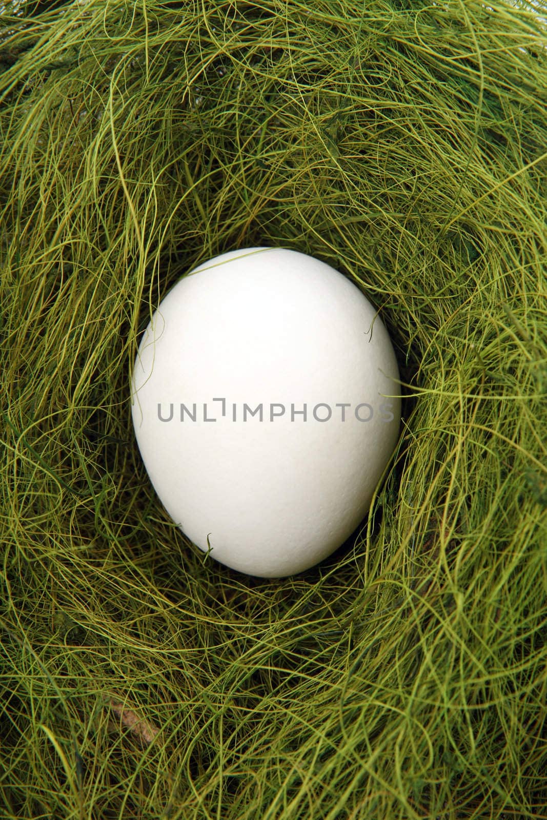 Egg in a nest by Gravicapa