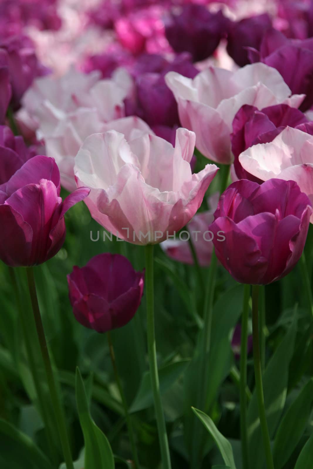 Pink and purple tulips