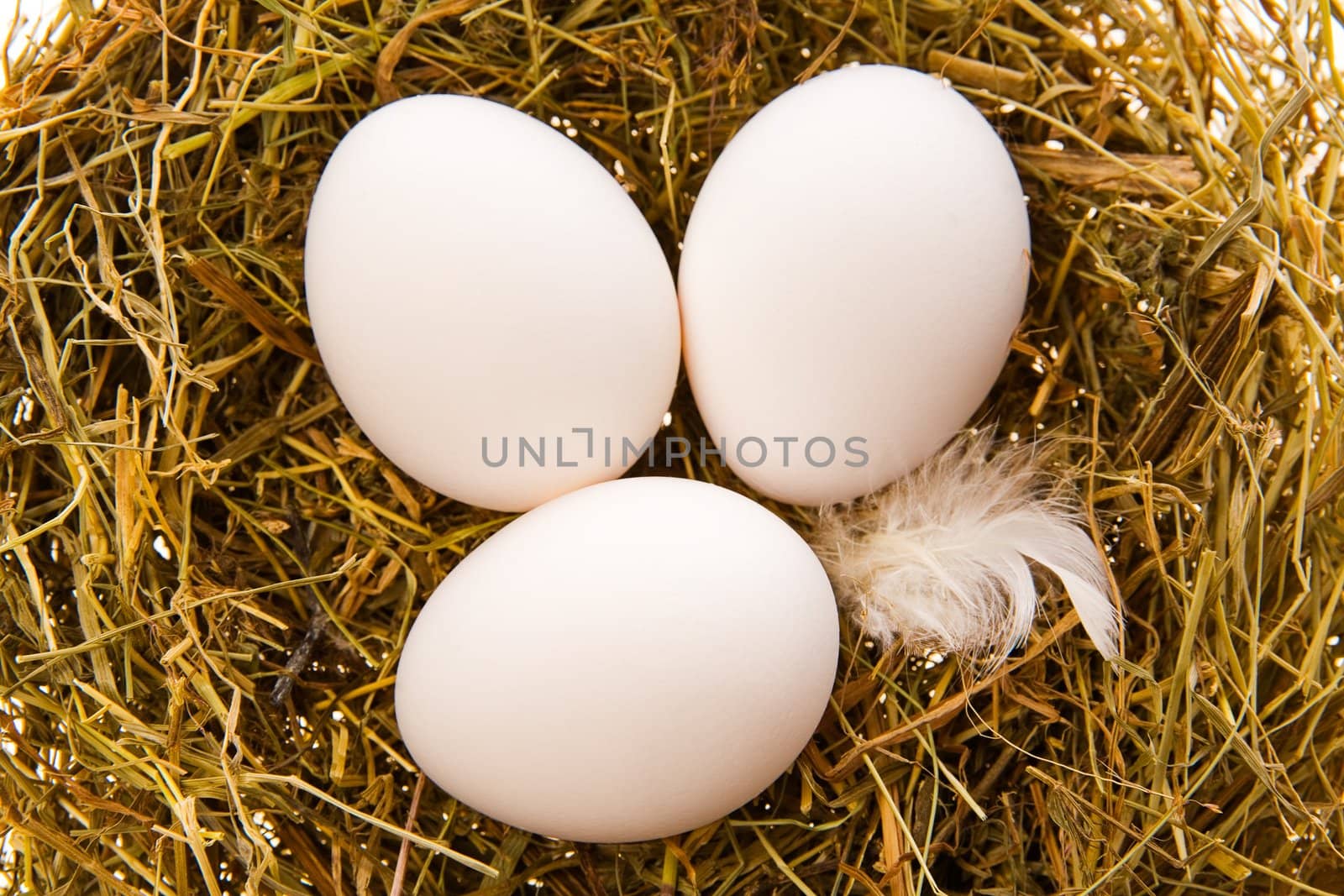 Three chicken white eggs in a nest from a dry grass close up

