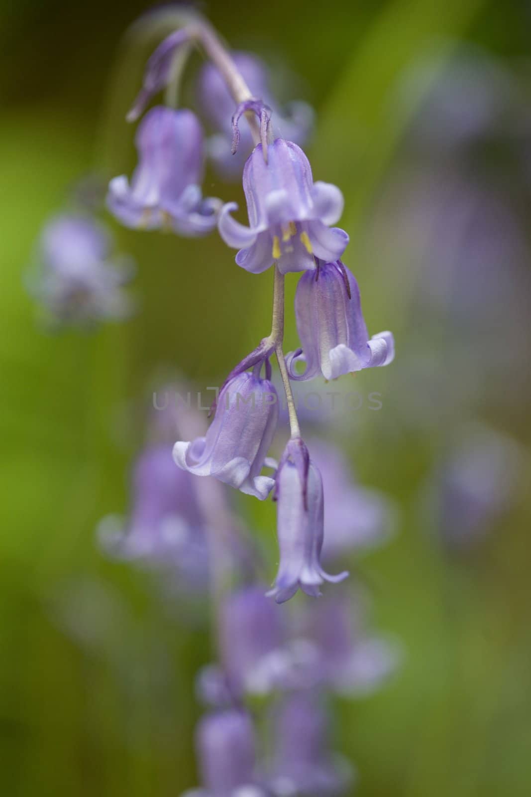 Pretty little blue bells in bloom with shallow dof