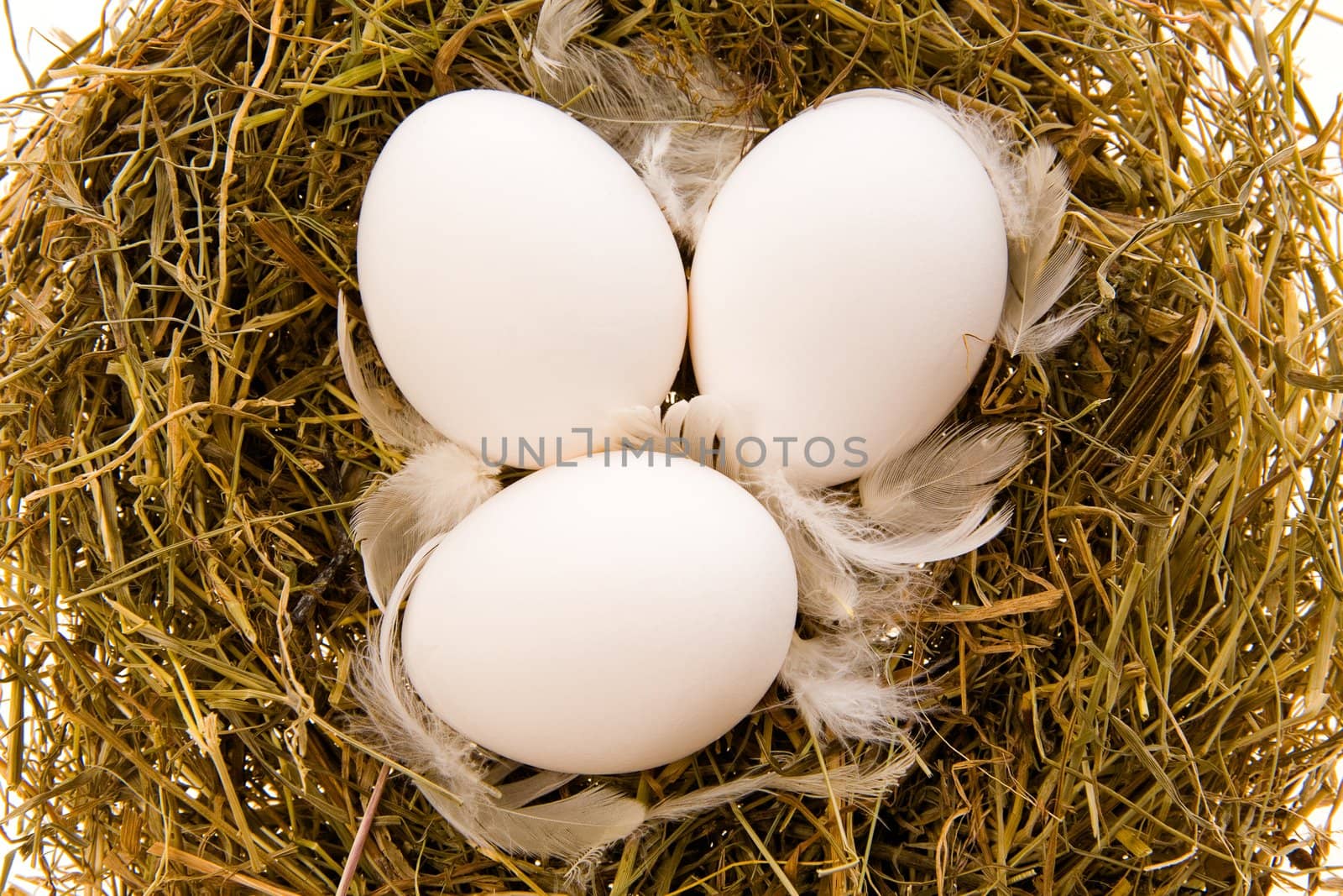 Three chicken white eggs and feathers in a nest from a dry grass close up
