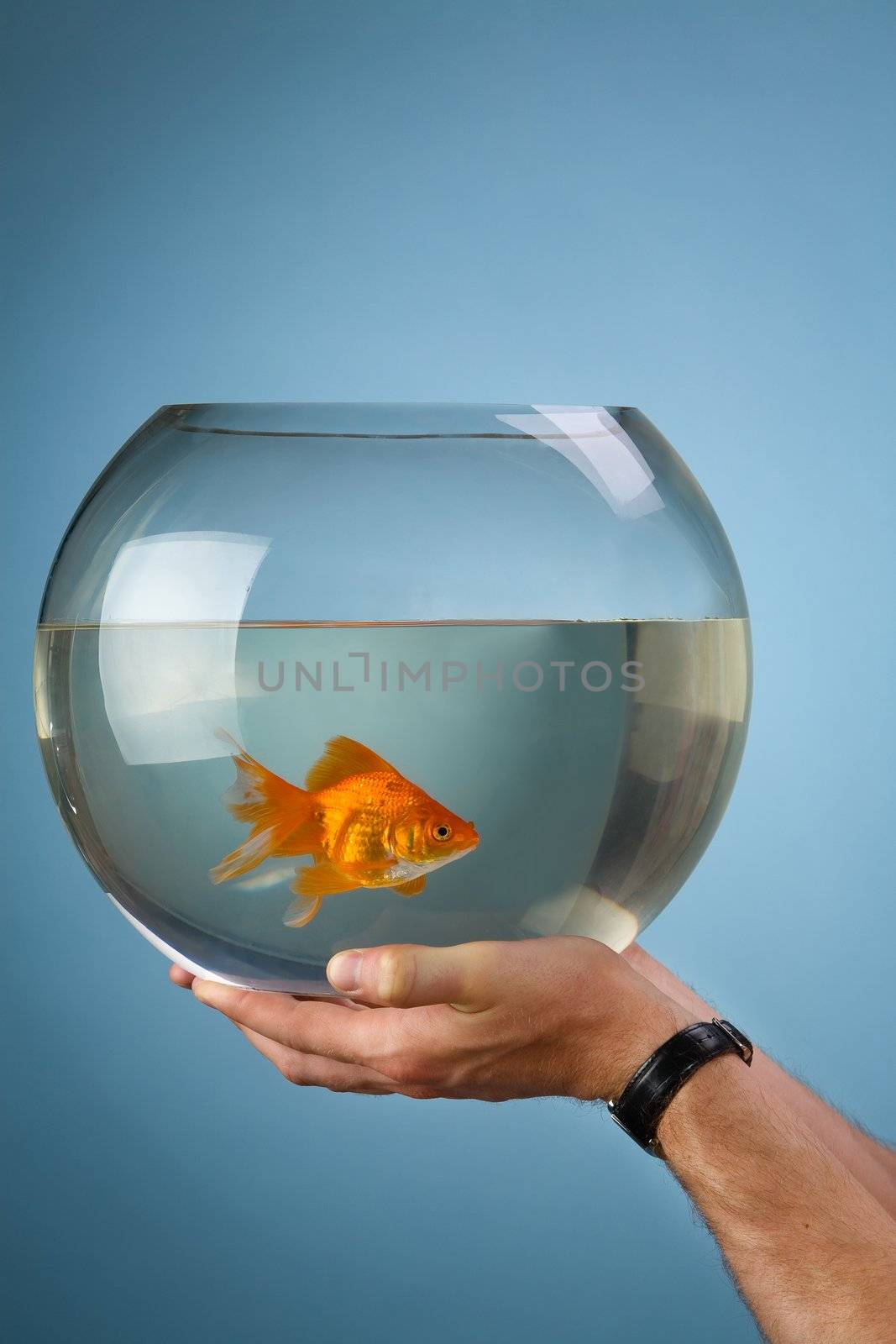Man's hands hold a round aquarium in which the gold small fish floats
