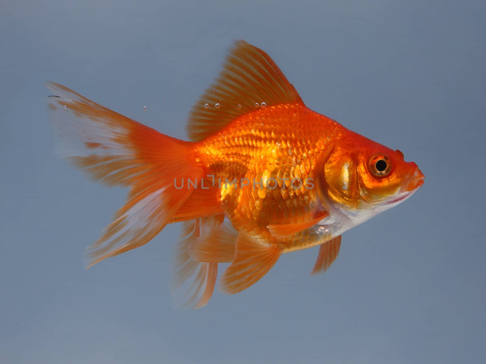 Gold small fish
