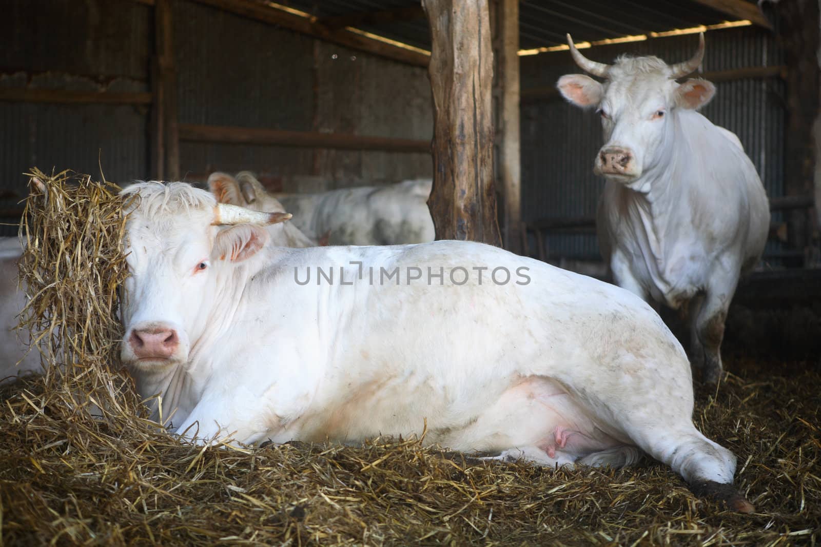 Two white cows in a shed