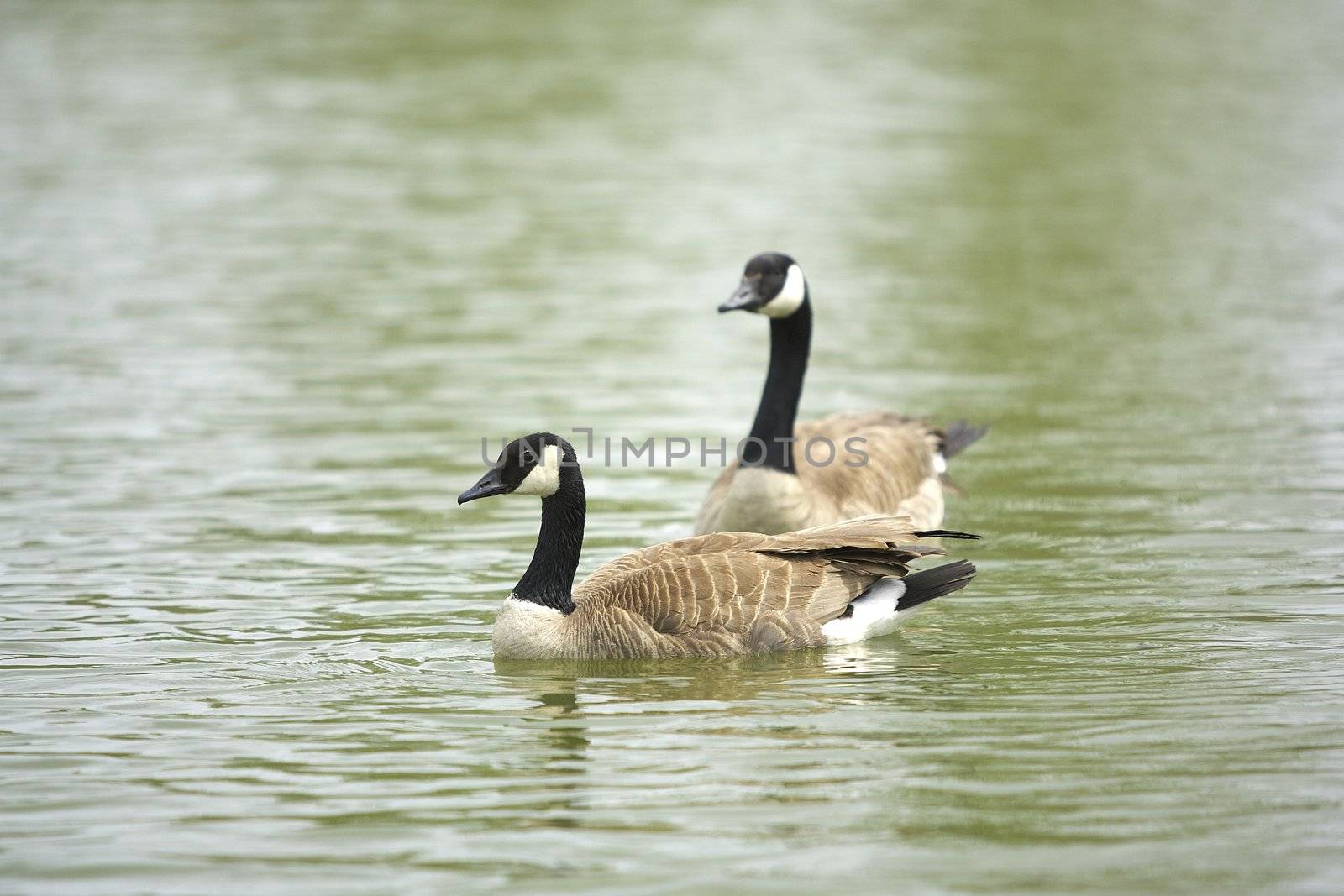 Two Canada geese in a pond