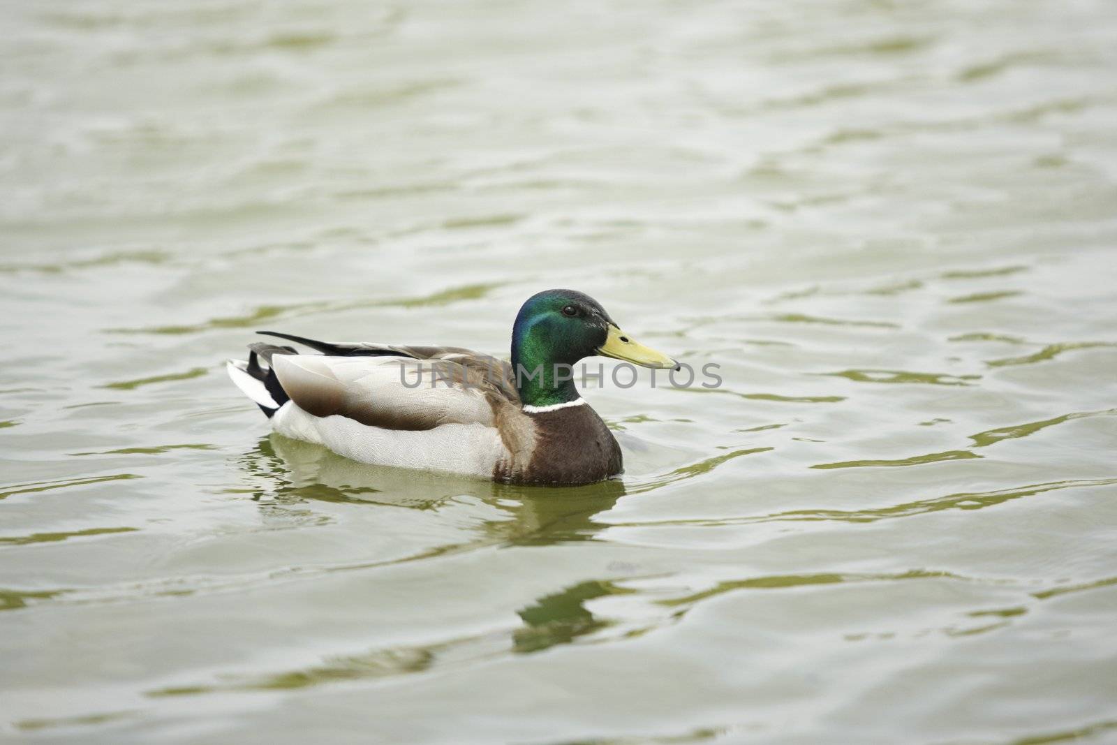 A duck in a pond