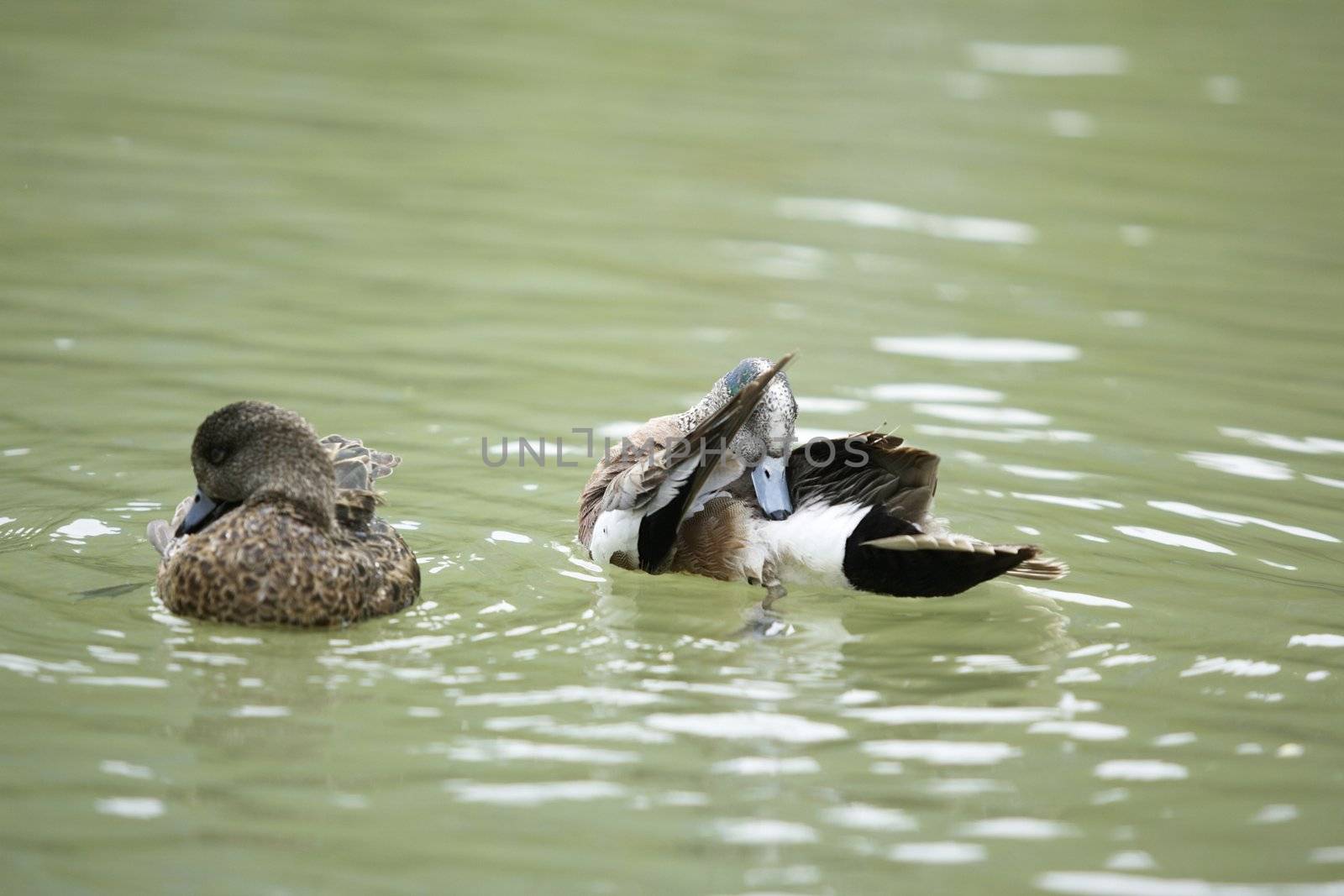 Duck cleaning by mattvanderlinde