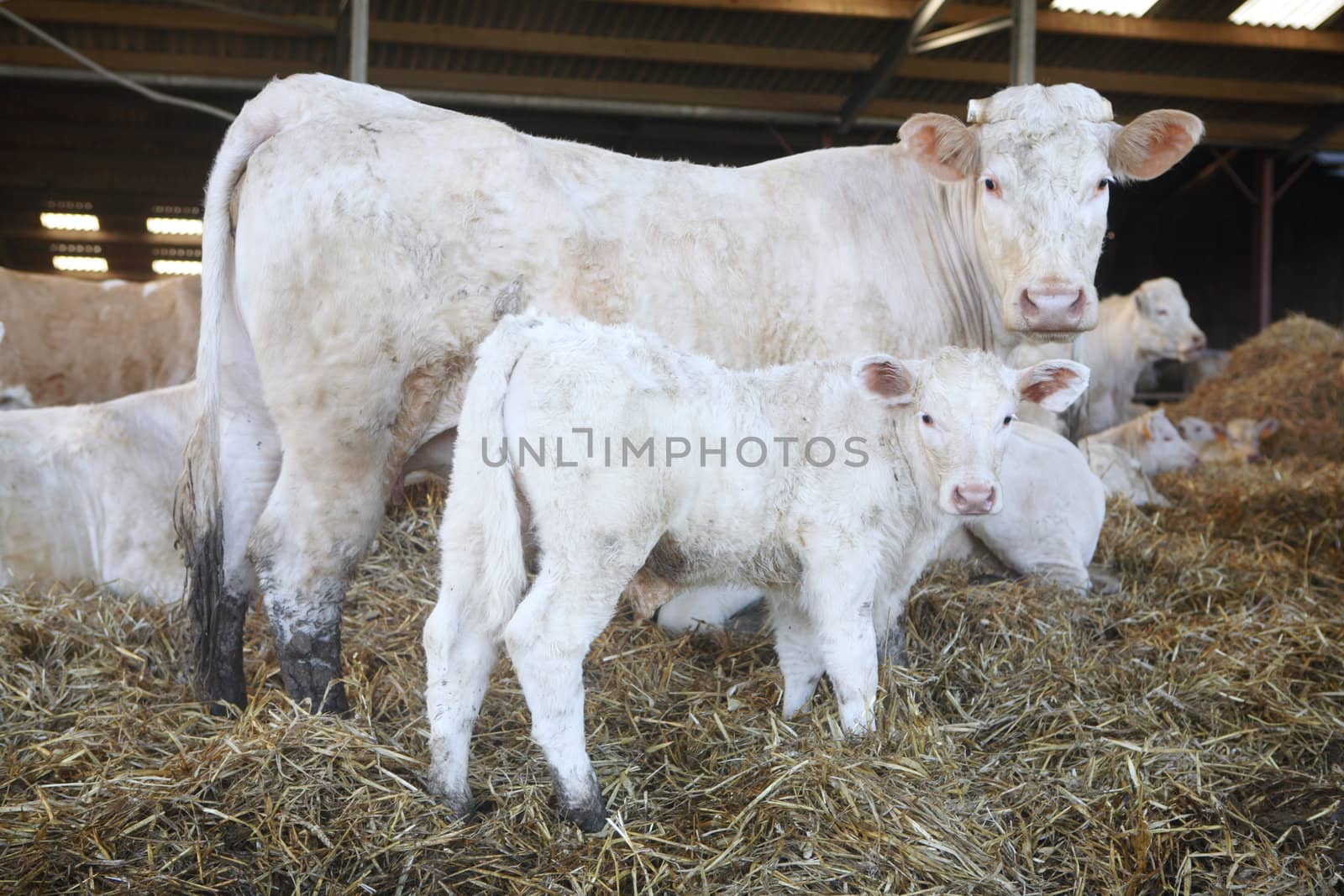 calf with mum by Gravicapa