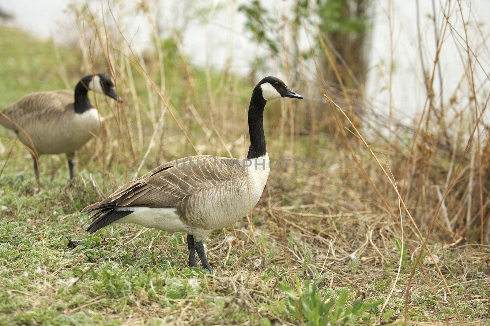 Two Canadian geese look for food