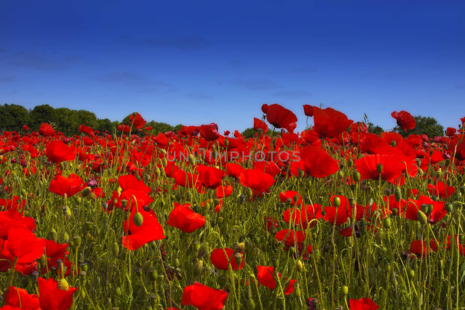 fields of poppies
