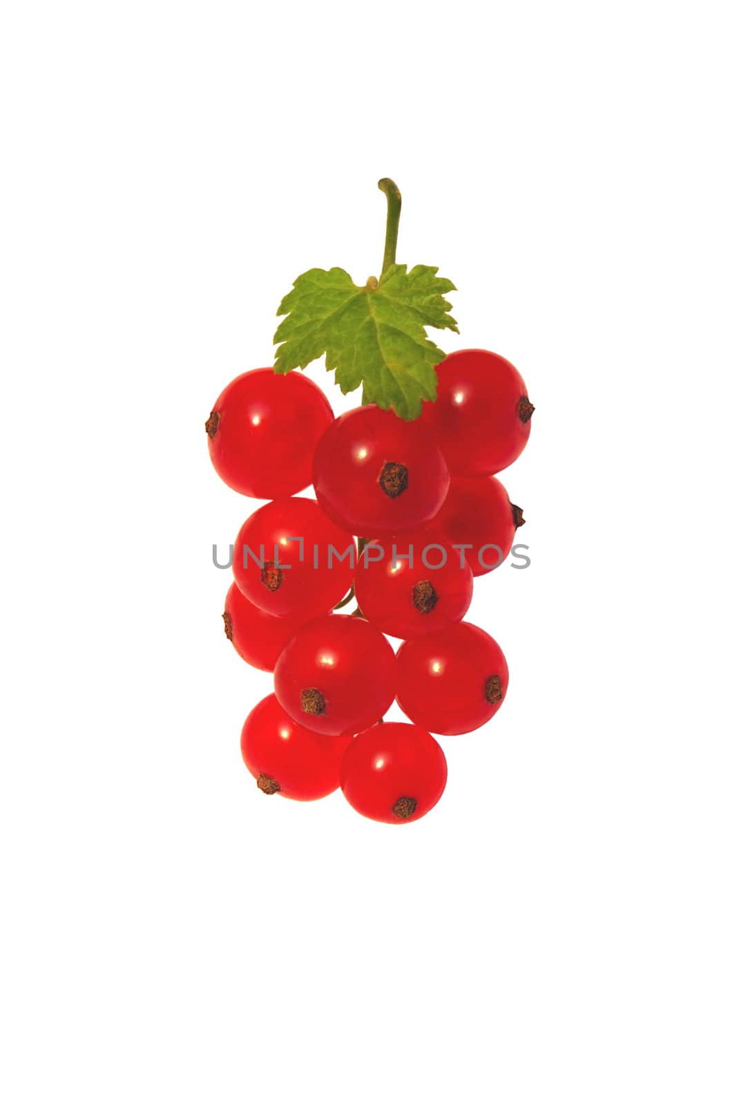 Berries of a red currant on a branch