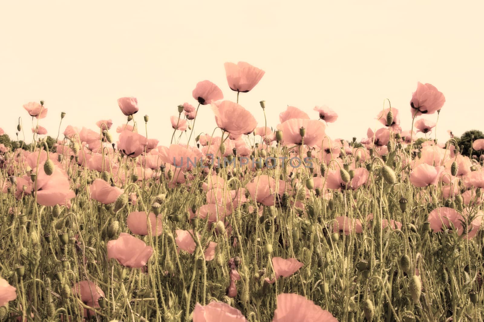 old picture of poppy fields dusty pink color
