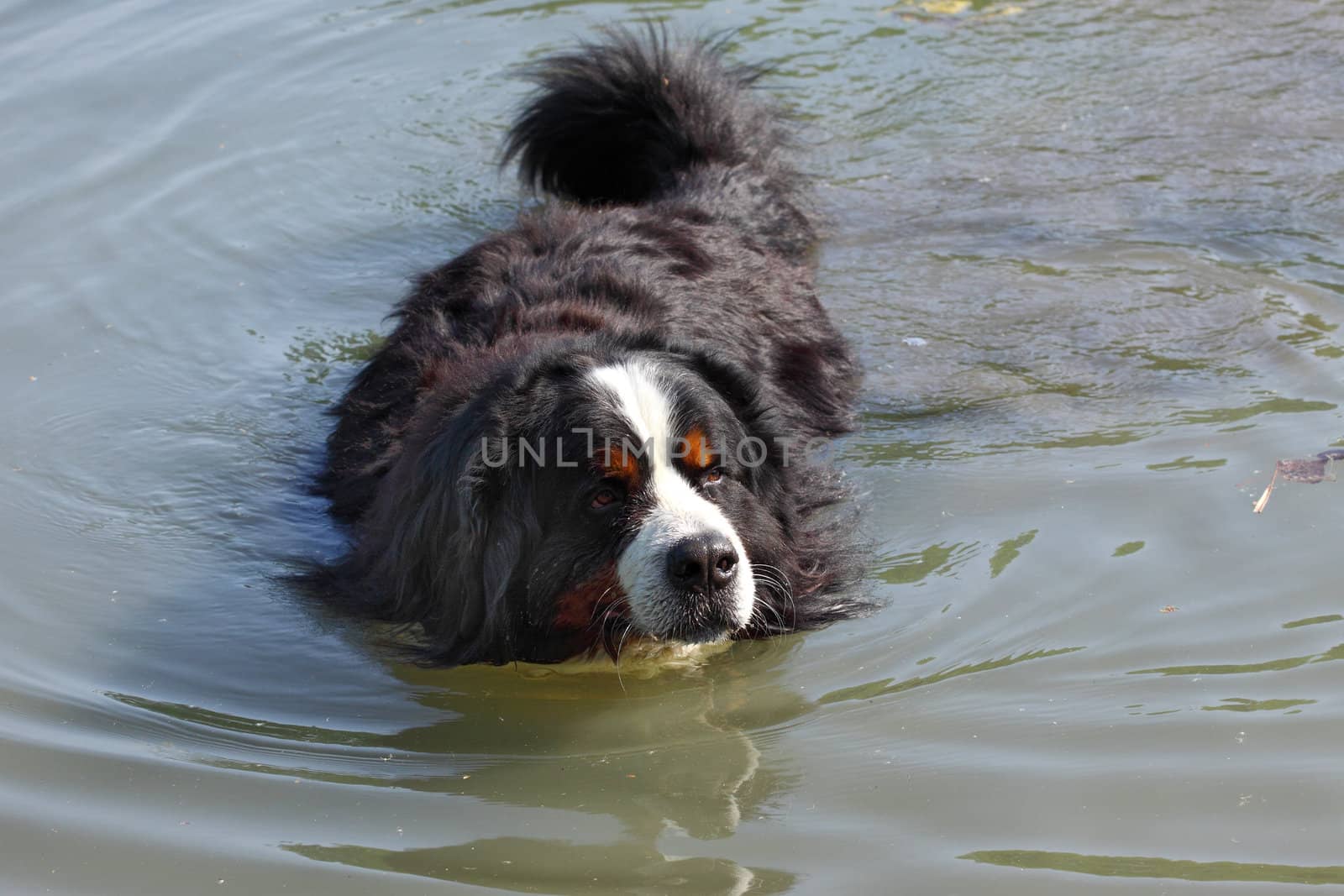 Bernese mountain dog beautiful swimming in the lake water (bouvier nernois)