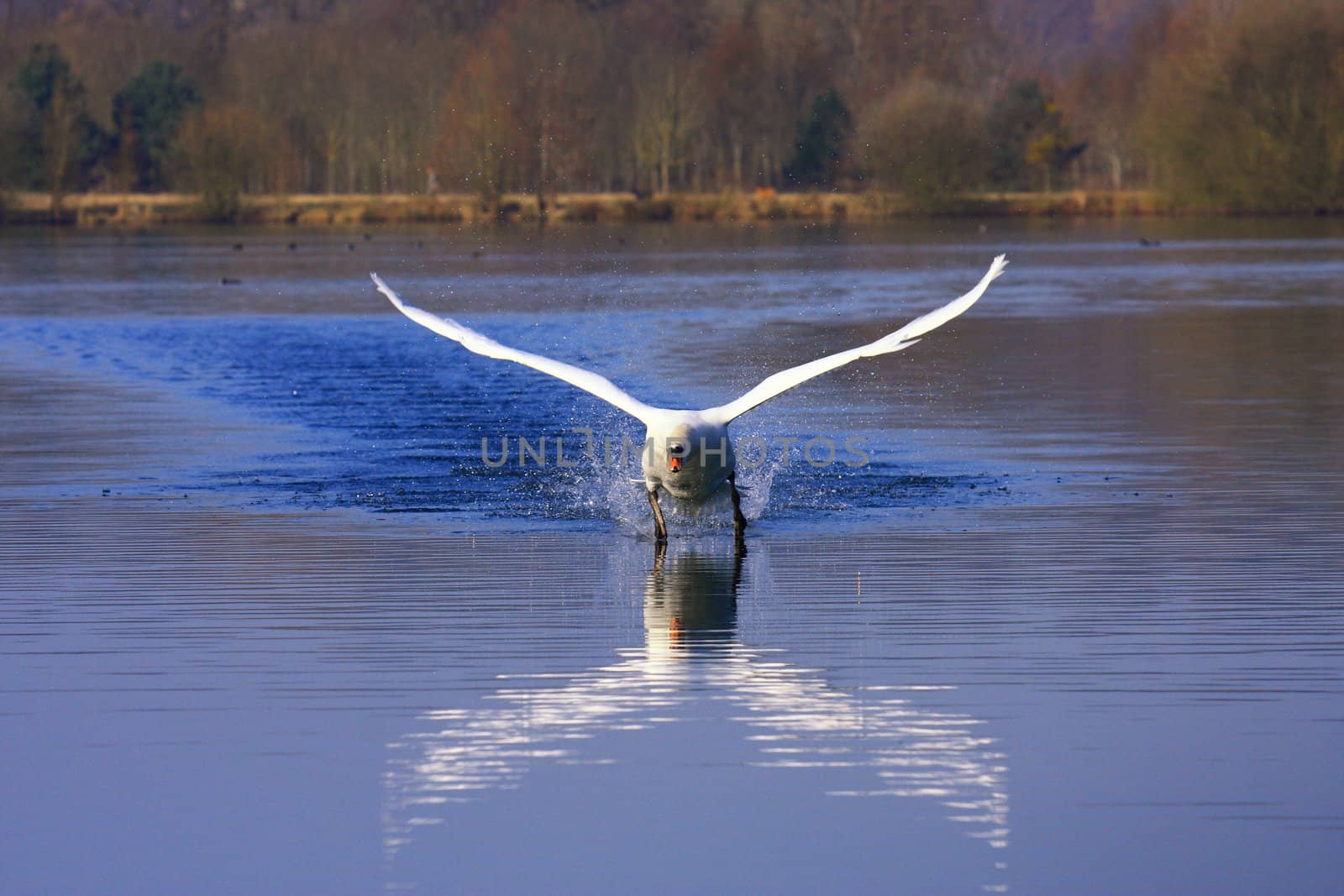 arrival of a large male swan