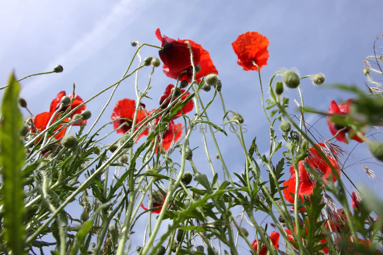 Poppies in perspective against a background of blue sky
