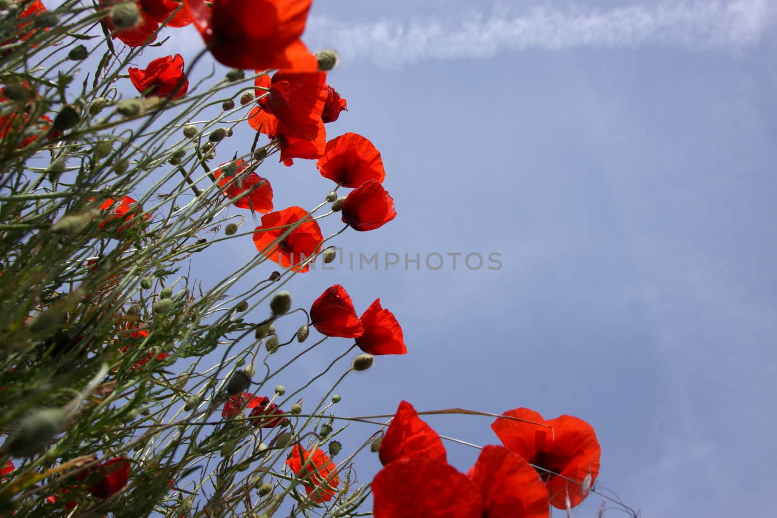 Poppies in perspective against a background of blue sky
