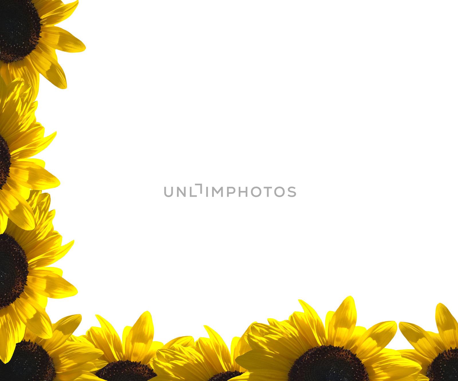 A border of sunflower