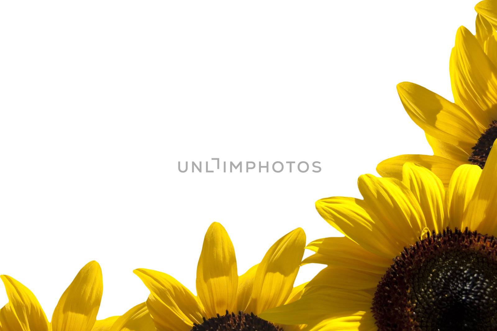A border of sunflower