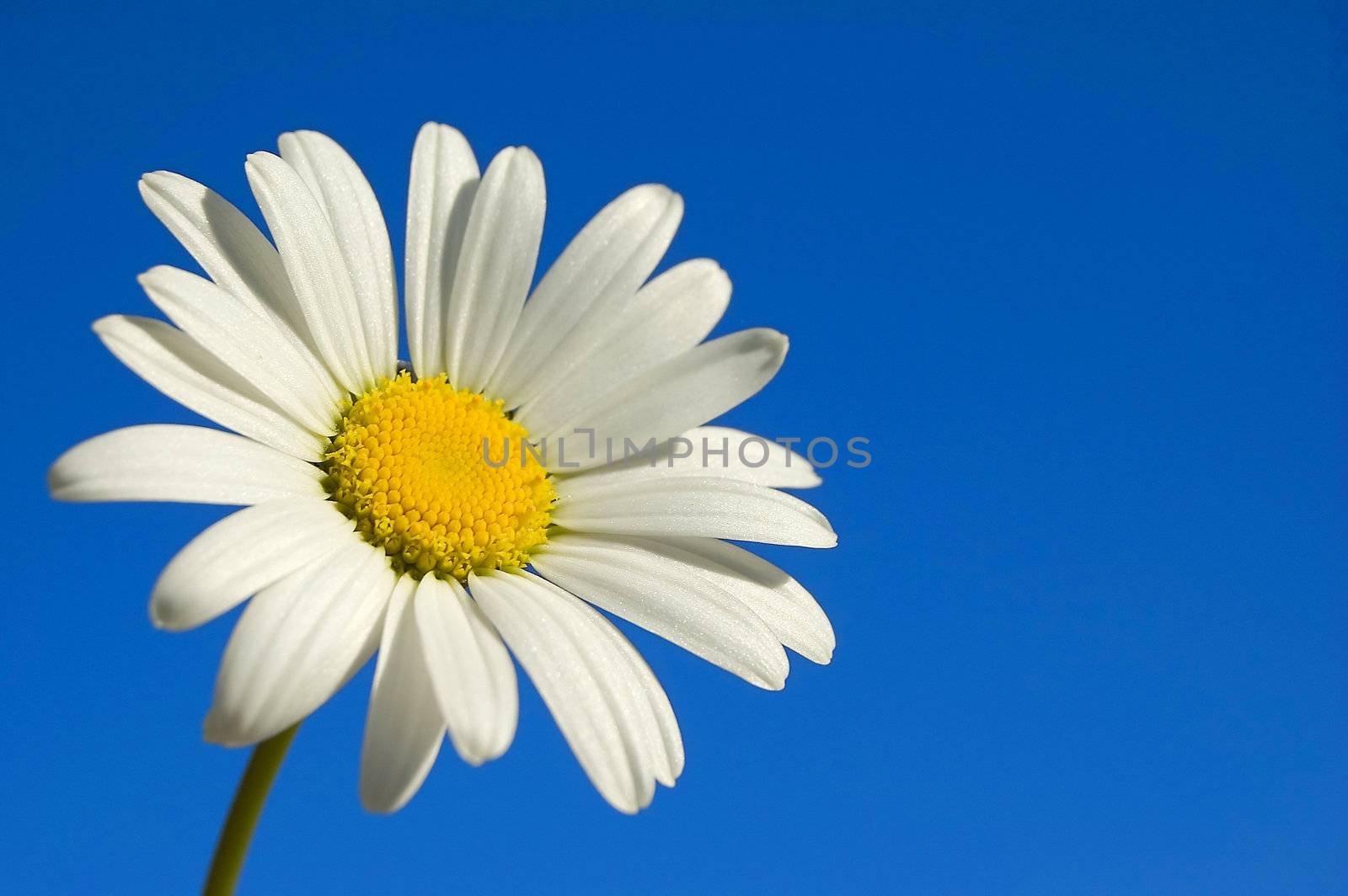 A white daisy in the sky