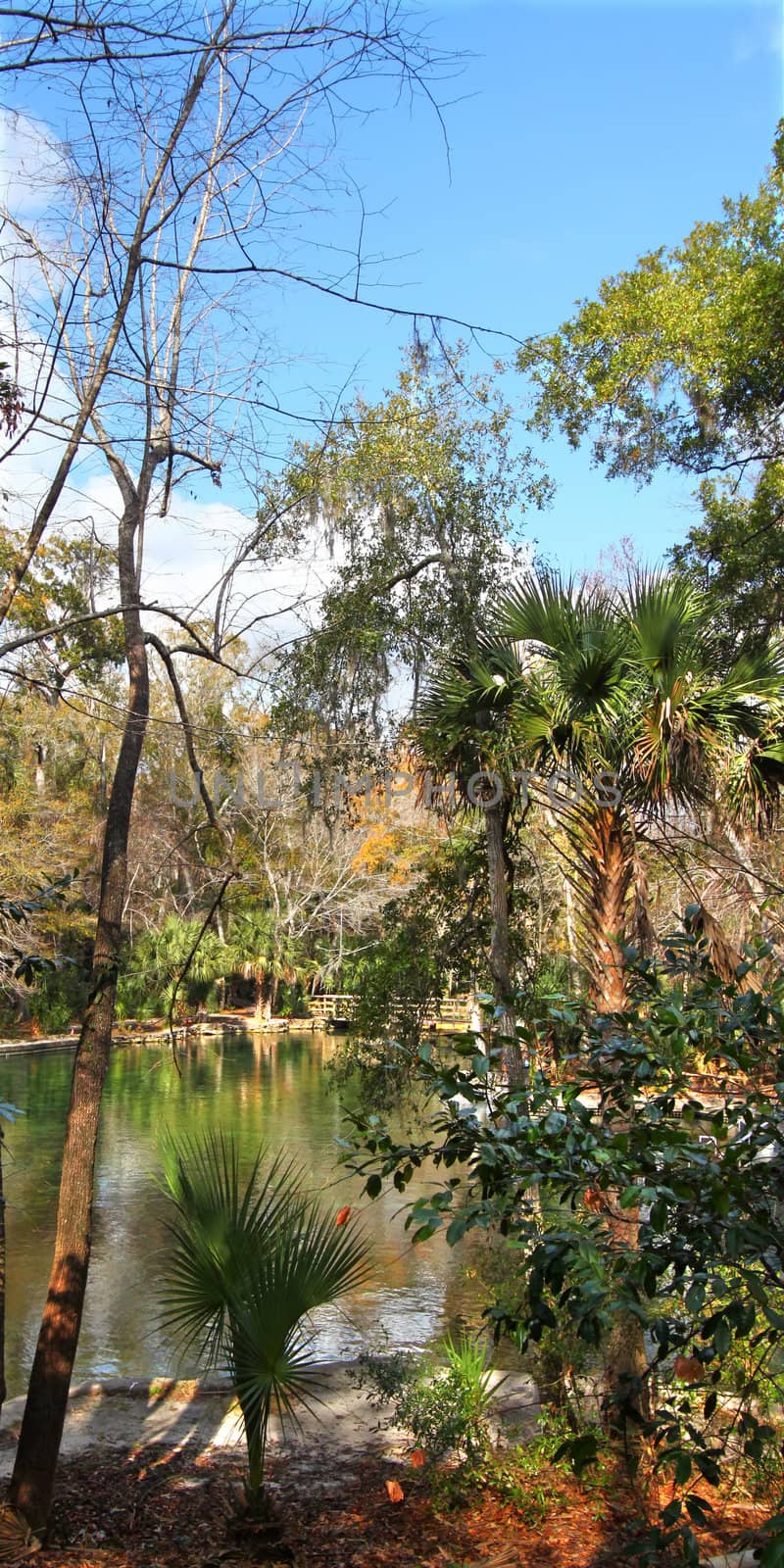 View of the clear waters of Wekiwa Springs State Park in central Florida.