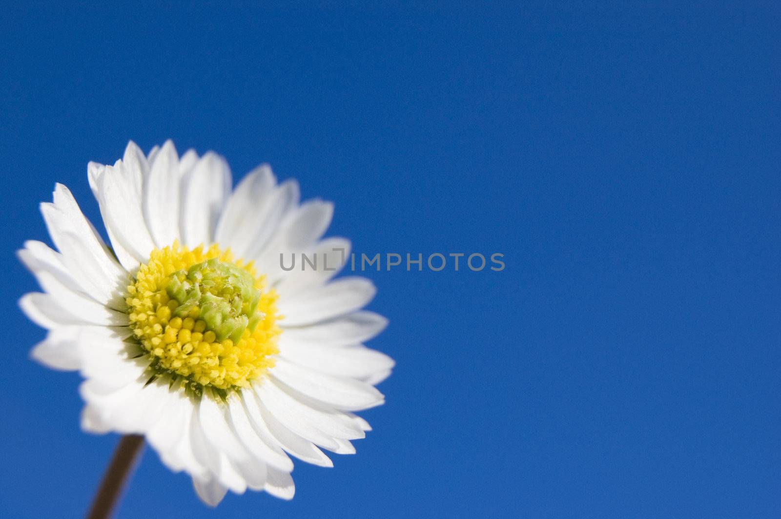 A white flower in the sky