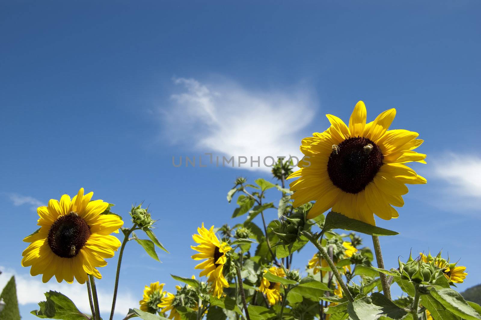 Many sunflower