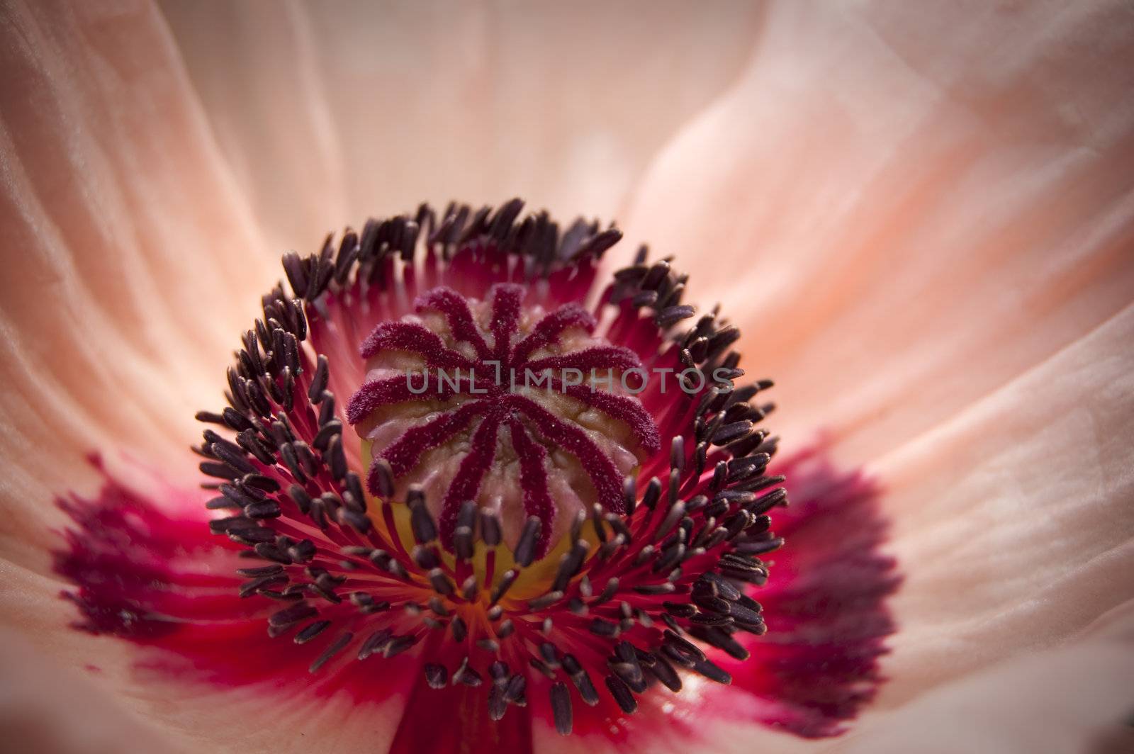 A red flower