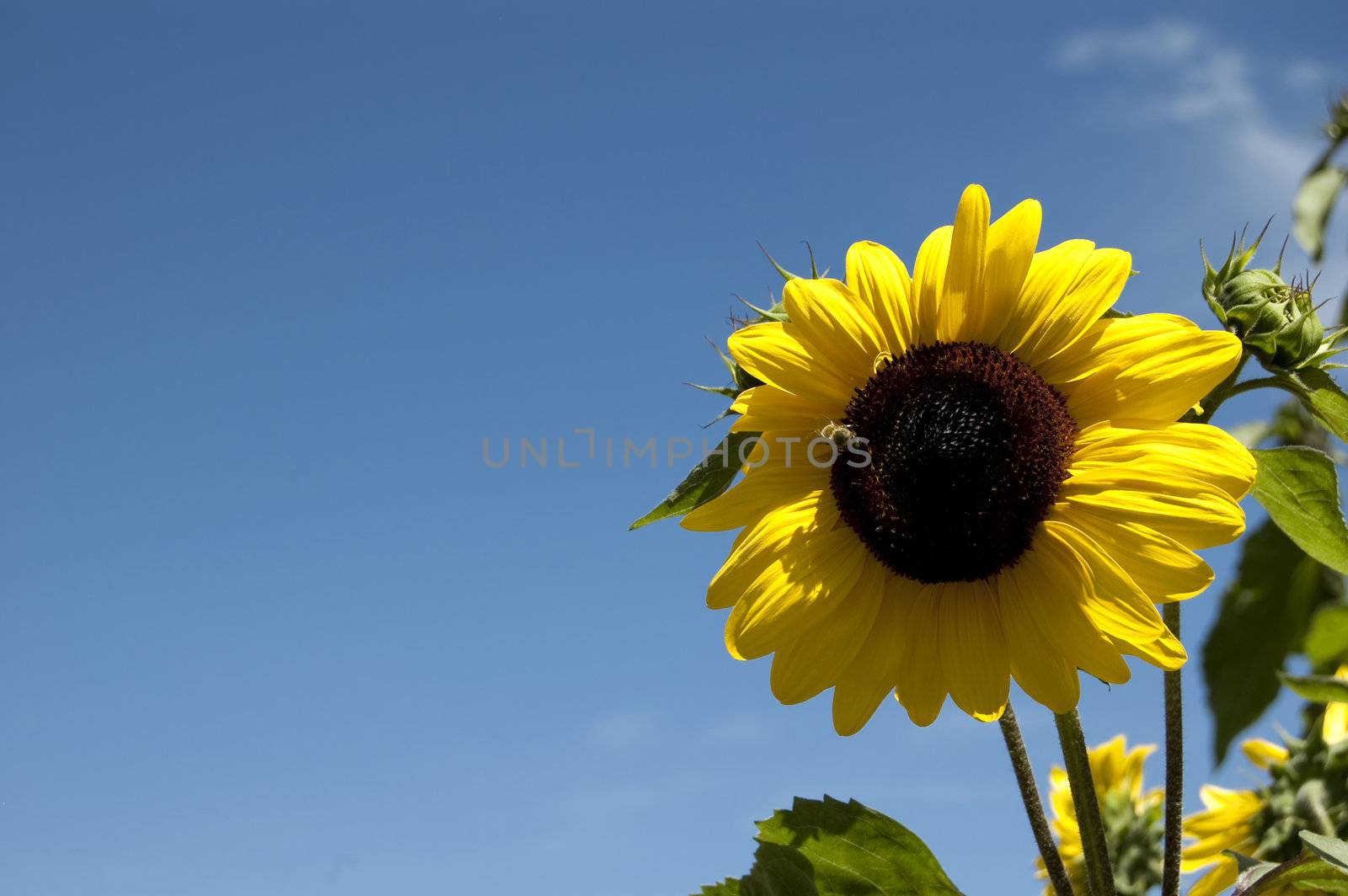 Sunflower by cla78