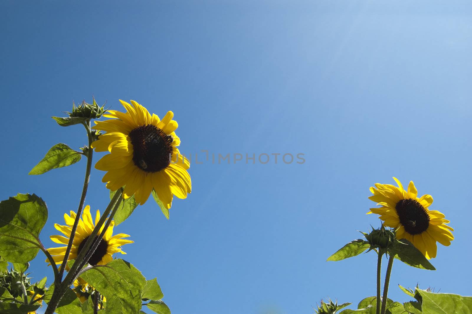 Two sunflower in the sky