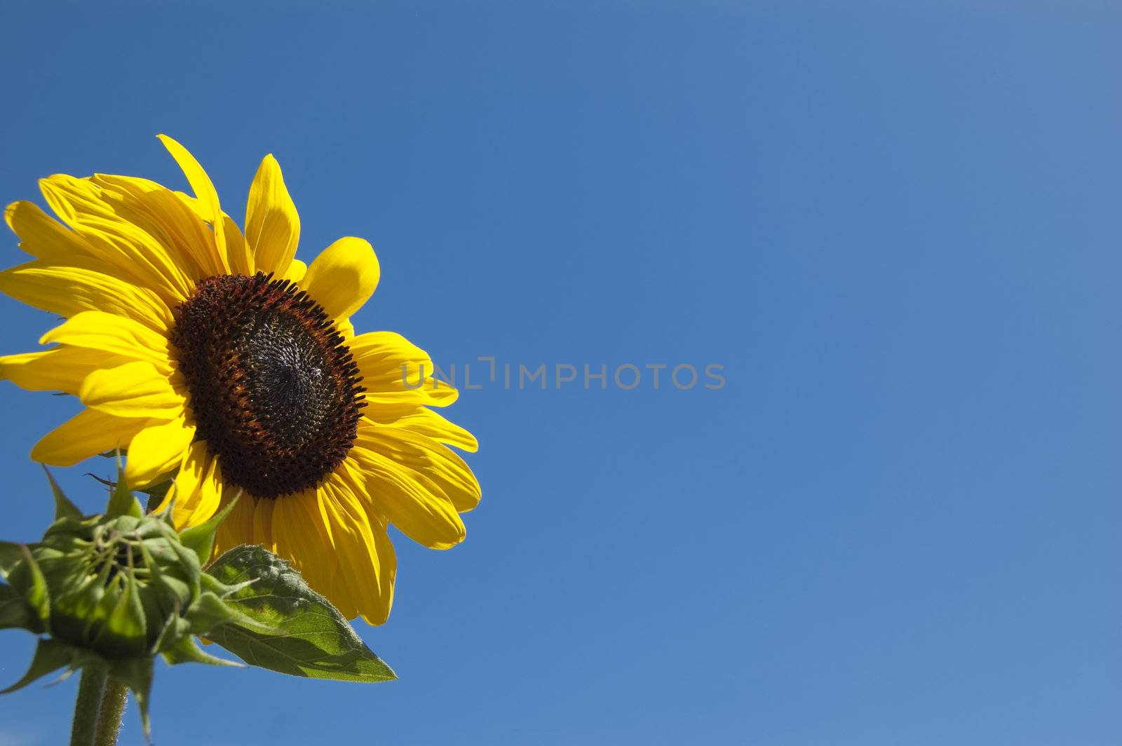 A sunflower in the sky