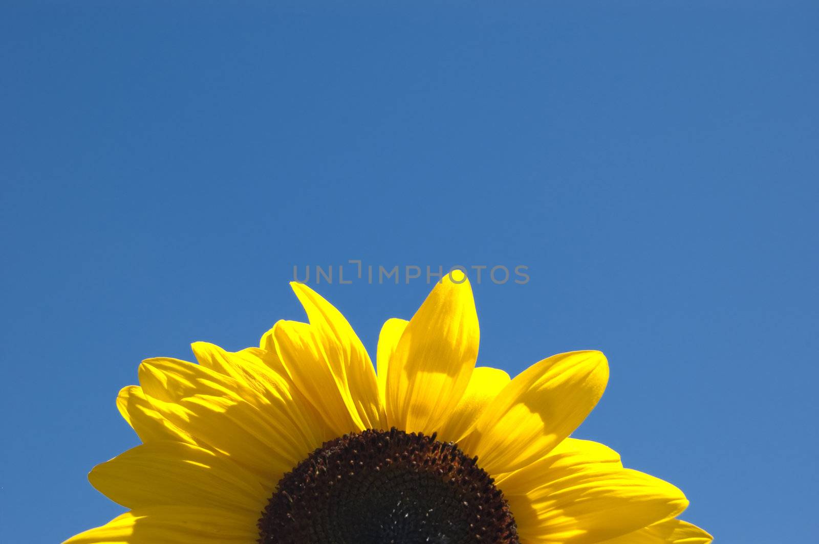 Sunflower by cla78