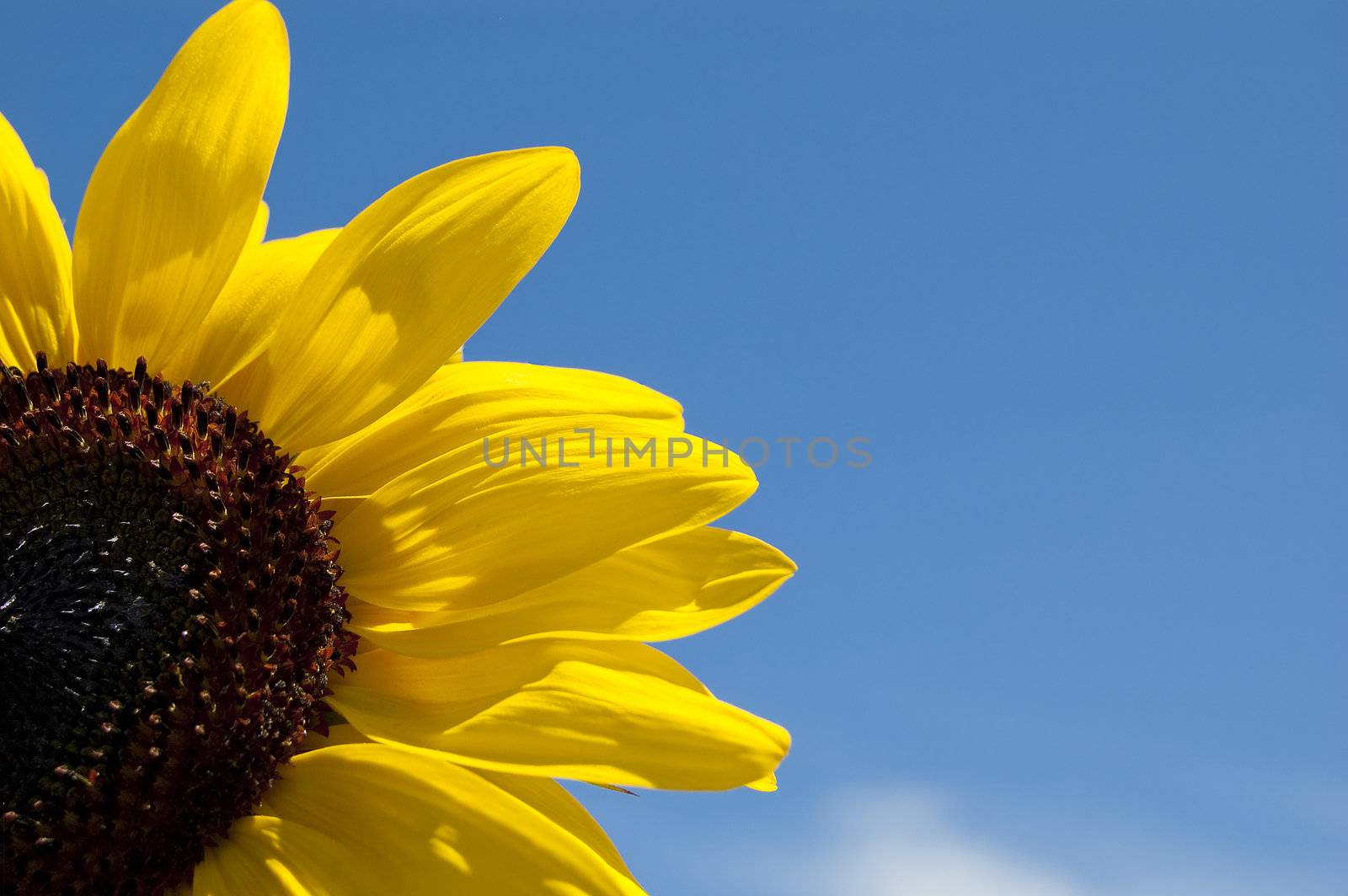 Sunflower in the sky