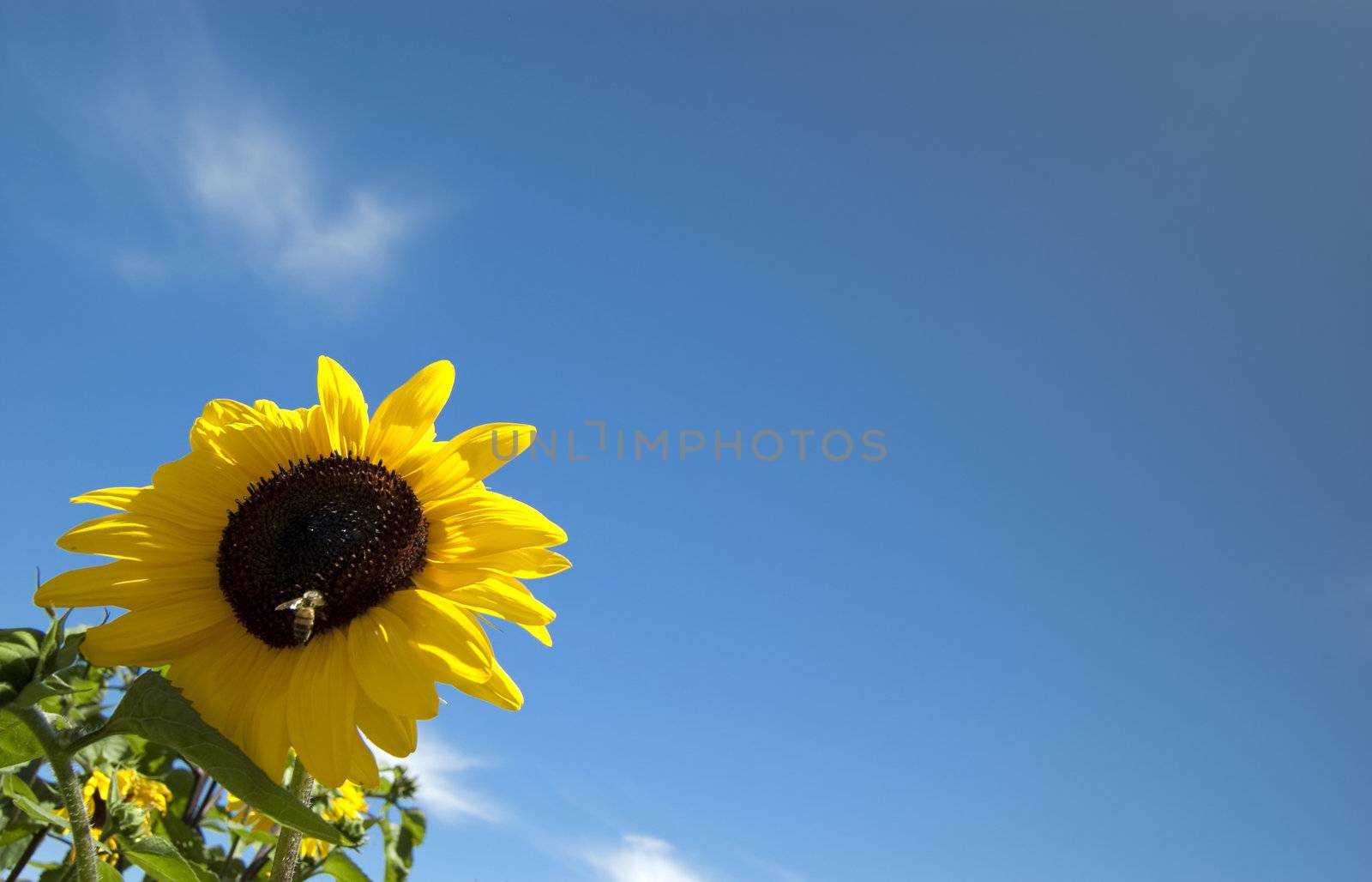 Sunflower in the sky with bee