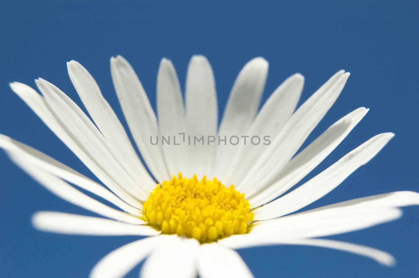A white daisy in the sky