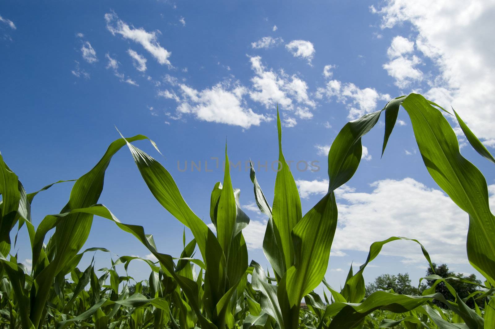 A field of grain